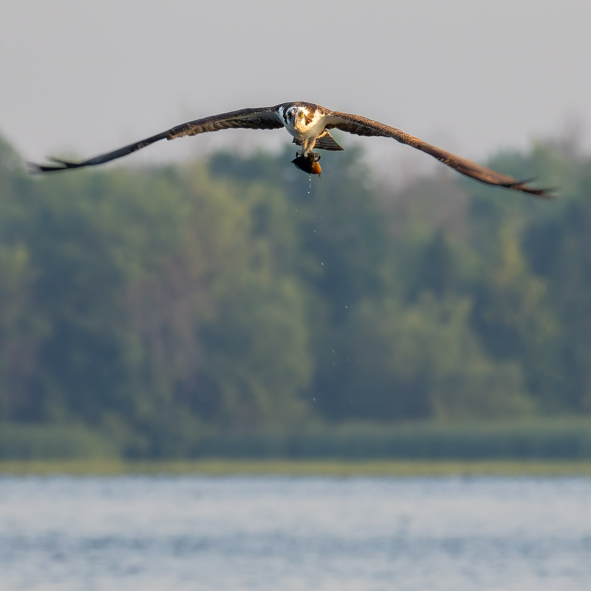 Catch of the Day, Rideau Lakes, Ontario. 400mm; ƒ8 @ 1/400, ISO 800; processed with DxO Pure Raw and Lightroom, made before I realized how sharp ƒ5.6 is on this lens.
