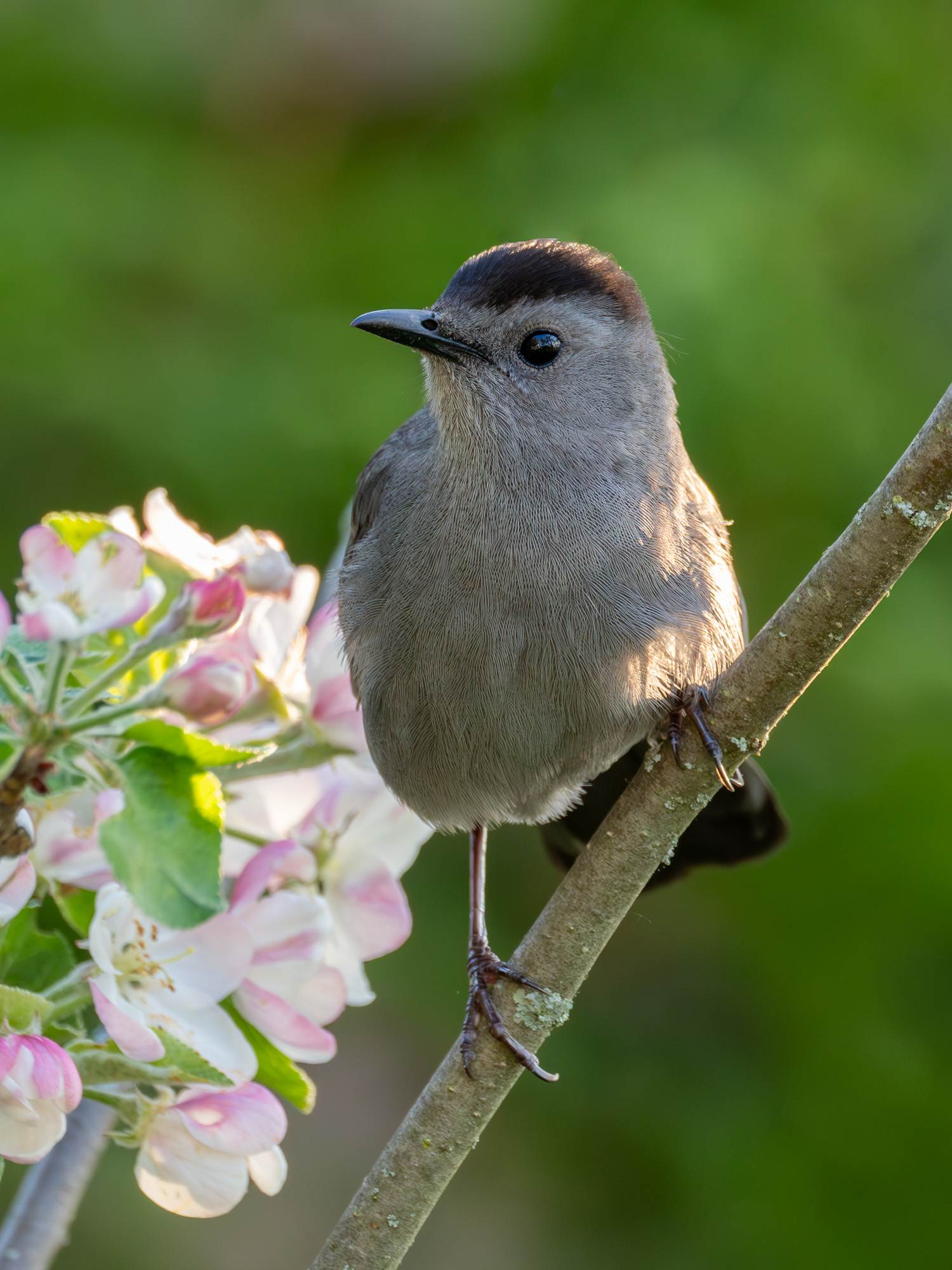Grey Catbird (Dumetella carolinensis)