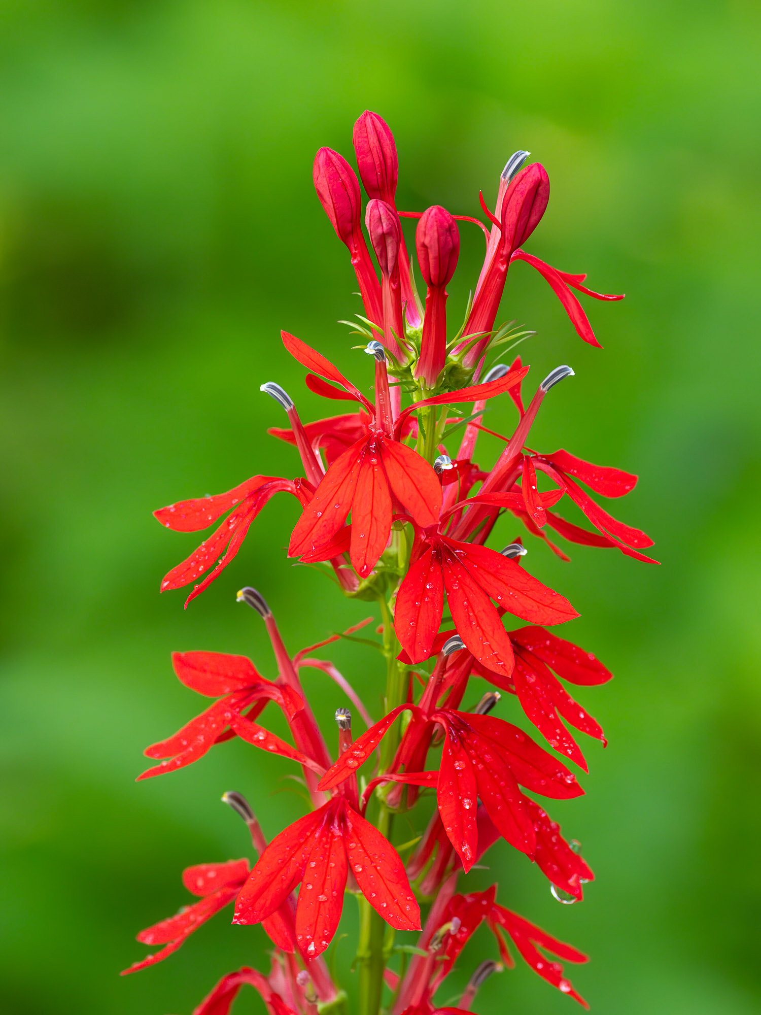 Cardinal flower (Lobelia cardinalis)
