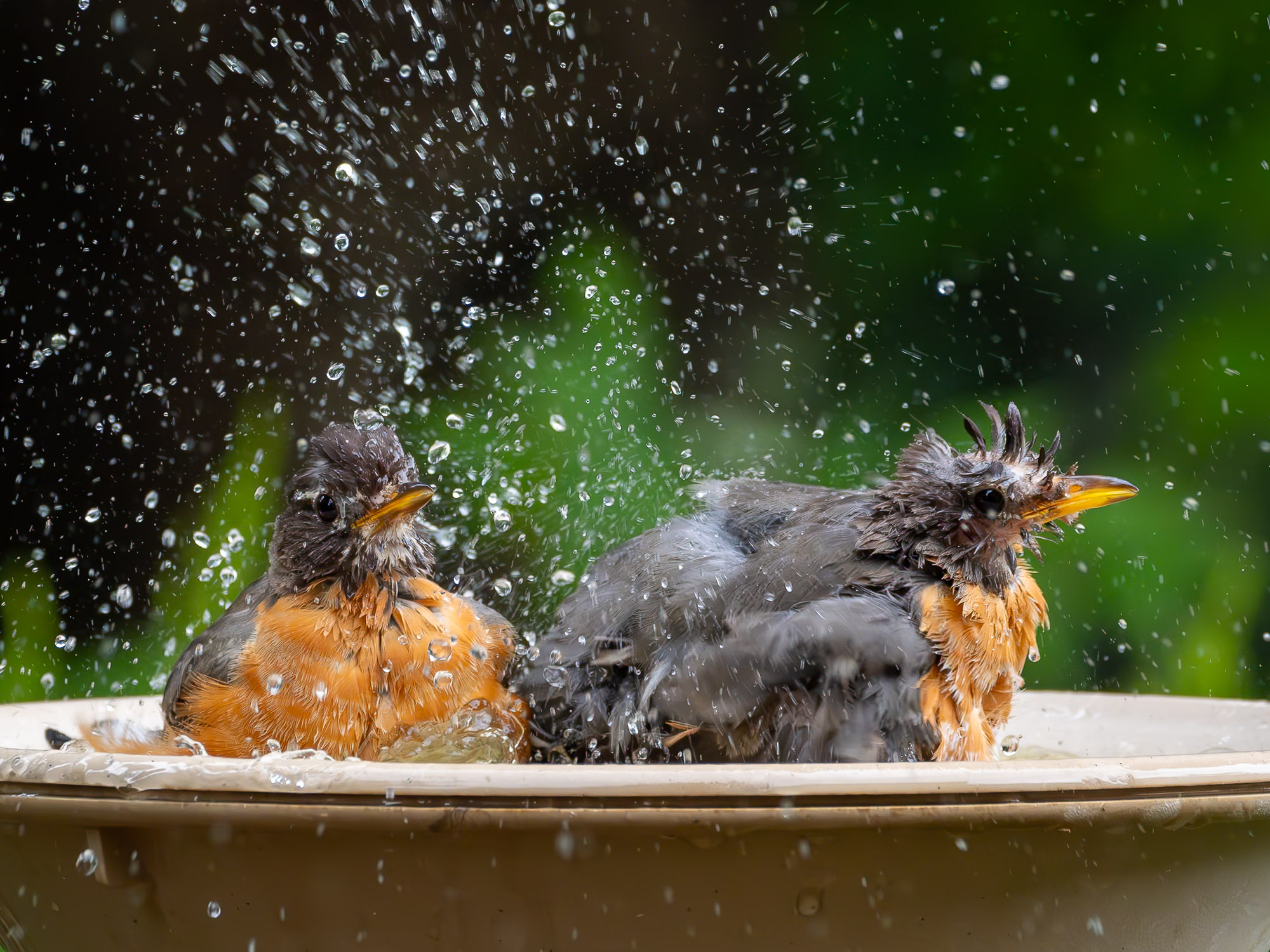 Bath Time, American Robins (Turdus migratorius), Ontario. OM-1 w/M.Zuiko 100-400mm/5-6.3 IS at 285mm (570mm efov); ƒ8 @ 1/800, ISO 3200; raw file processed in Lightroom.