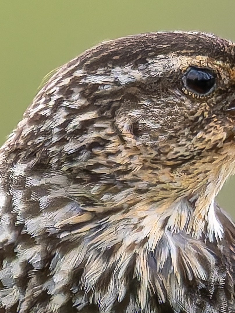 Female Red-winged Blackbird with eggshell (Agelaius phoeniceus).