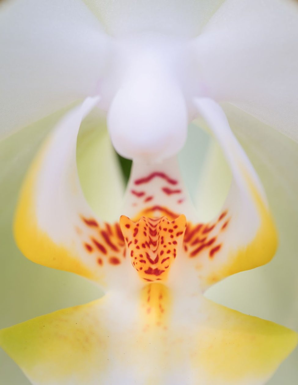 Close-up of an orchid flower with intricate yellow and red patterns in the center, highlighting its delicate petals and detailed textures.