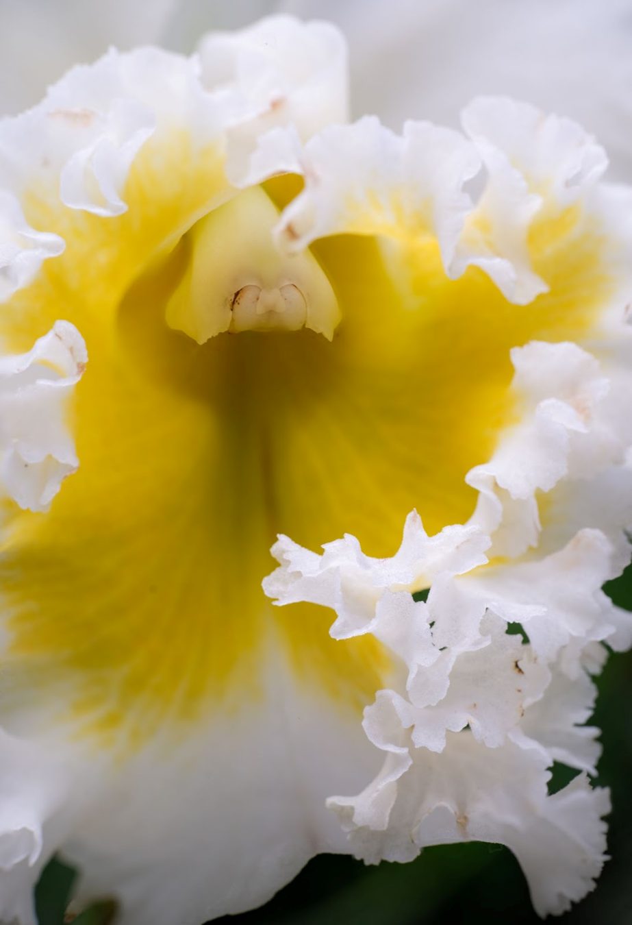 Close-up of a white and yellow orchid flower, with delicate, frilled petals, captured using the TTArtisan 100mm f/2.8 2x Ultra-Macro lens, highlighting intricate details and textures in macro photography