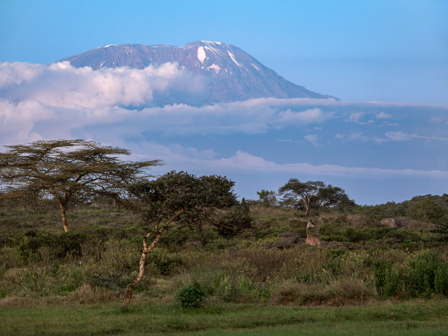 Kilimanjaro in the Blue Zone