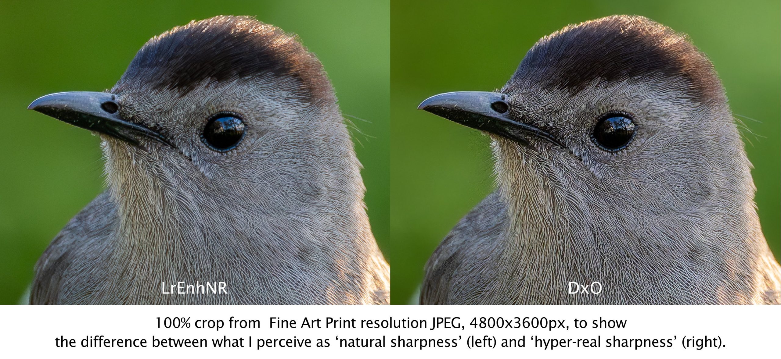 Side-by-side comparison of a gray catbird's head, showing different sharpening techniques. The left image (labeled 'LrEnhNR') represents 'natural sharpness,' while the right image (labeled 'DxO') demonstrates 'hyper-real sharpness.' The difference is visible in the fine details of the bird's feathers and eye reflections. The image is a 100% crop from a high-resolution JPEG (4800x3600px) designed for fine art printing.