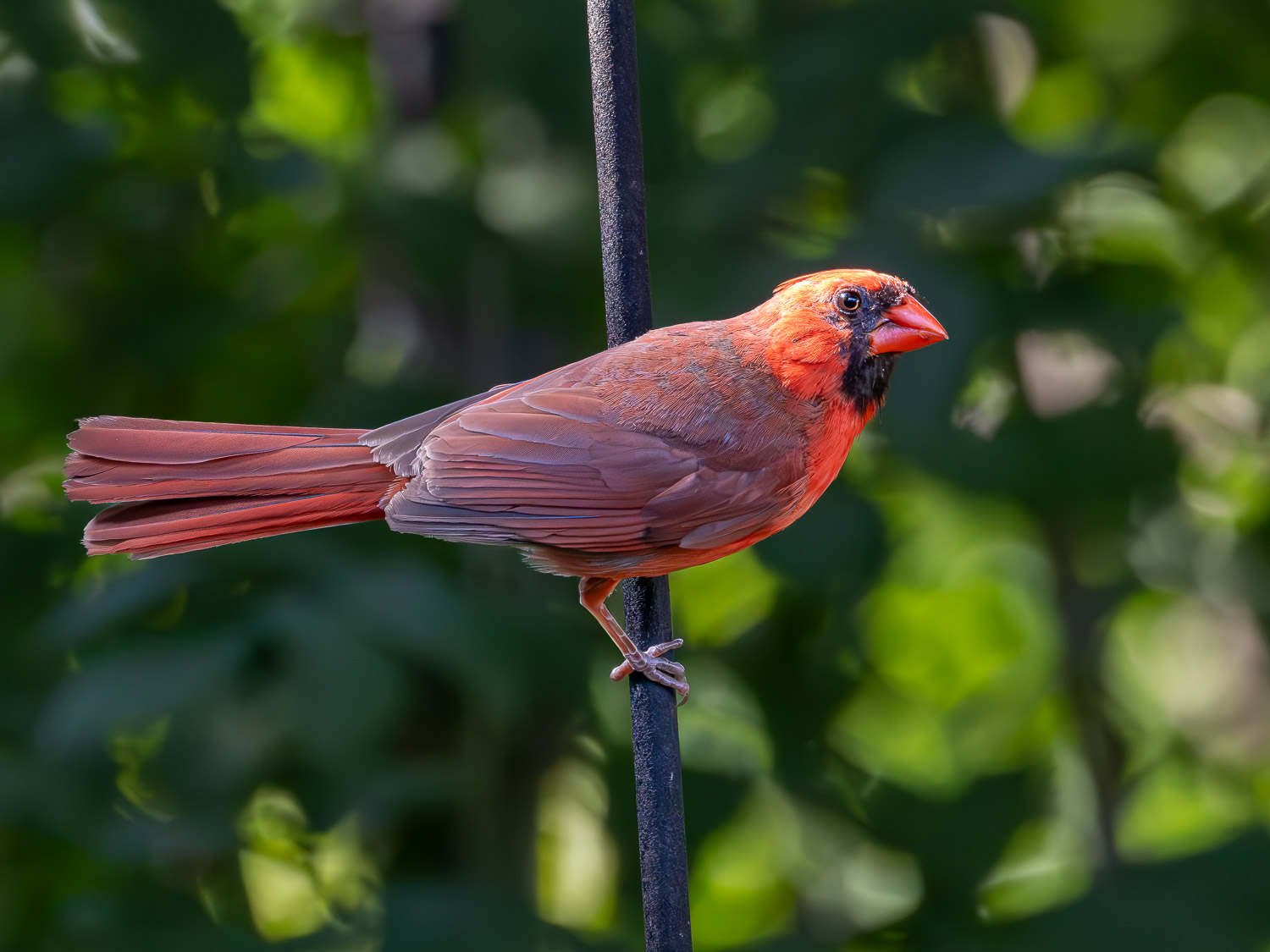Dad (male Northern Cardinal)
