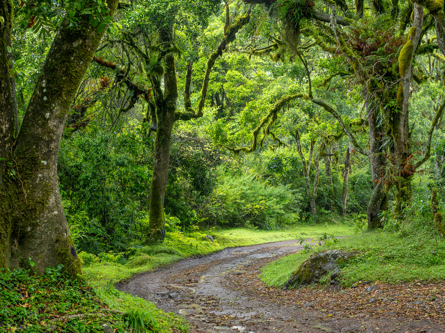 Meru Forest