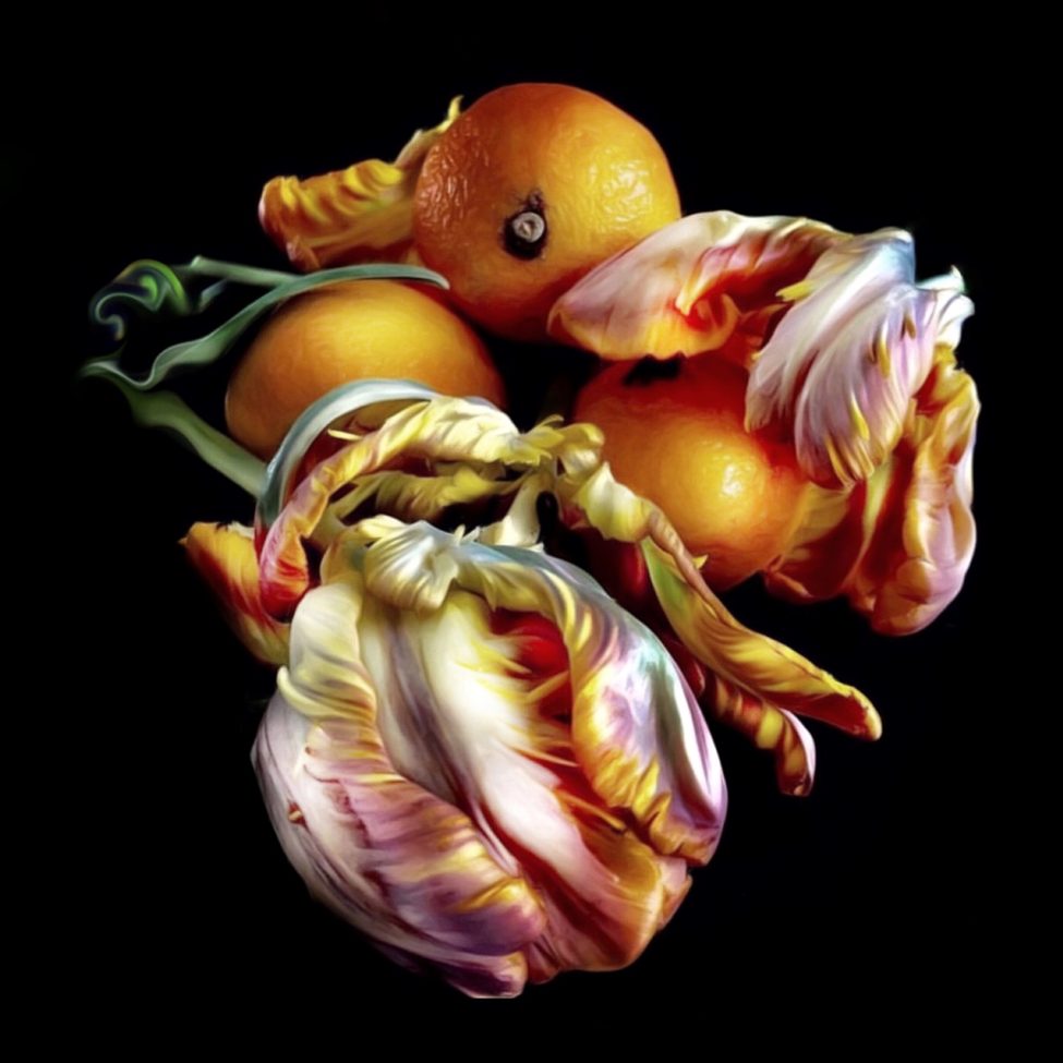 Adrienne Anbinder’s digital mixed media still life of oranges and wilting tulips against a black background, highlighting chiaroscuro lighting and the beauty of aging flowers.