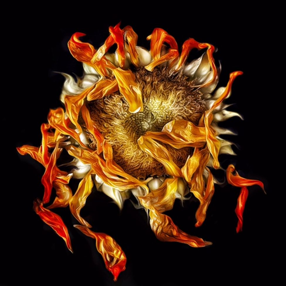 Adrienne Anbinder’s digital mixed media of a wilted sunflower with curling petals against a black background, emphasizing chiaroscuro lighting and the beauty of aging.