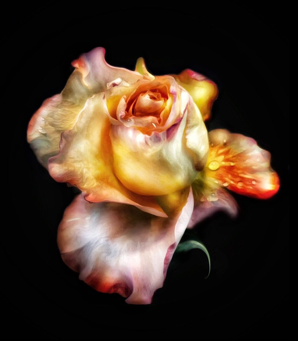 Adrienne Anbinder’s digital mixed media rose in soft pastel hues against a black background, emphasizing chiaroscuro lighting and the emotional beauty of aging flowers.