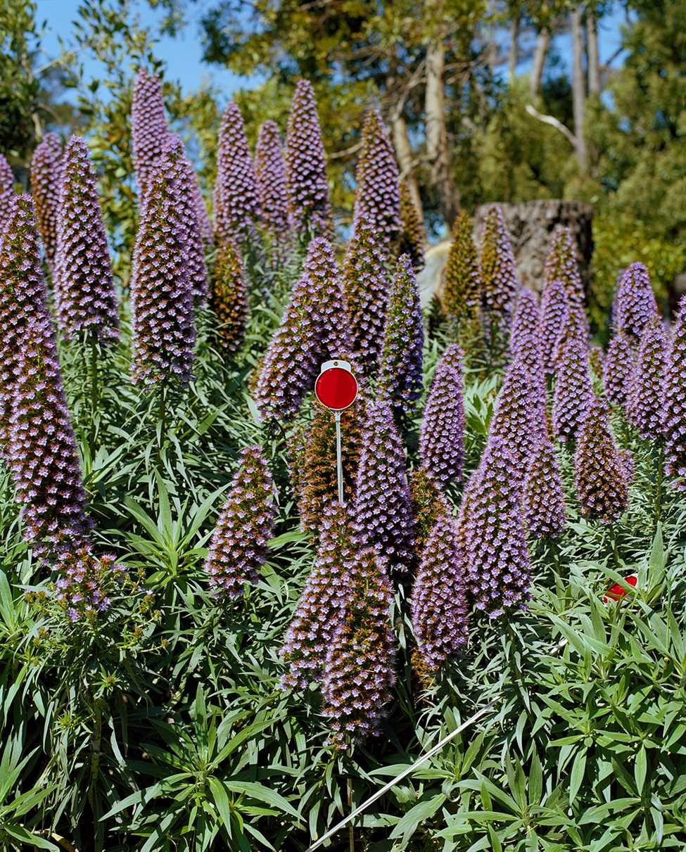 A red reflective marker stands out among towering purple wildflowers, photographed by Dana Stirling for her analog photography book 'Why Am I Sad,' exploring emotional vulnerability and the quiet beauty hidden in ordinary moments.