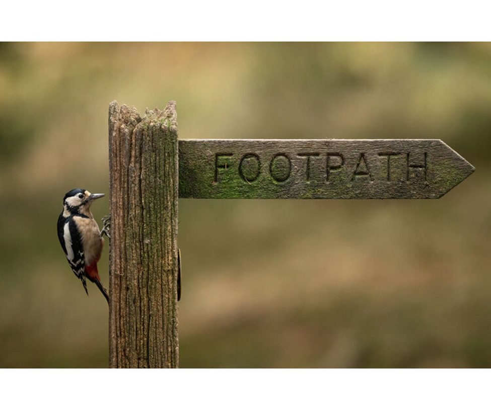 Great spotted woodpecker perched on a weathered wooden footpath sign, captured with the Sigma 300-600mm f/4 DG OS Sports lens, showcasing its telephoto reach and sharp detail for wildlife photography.