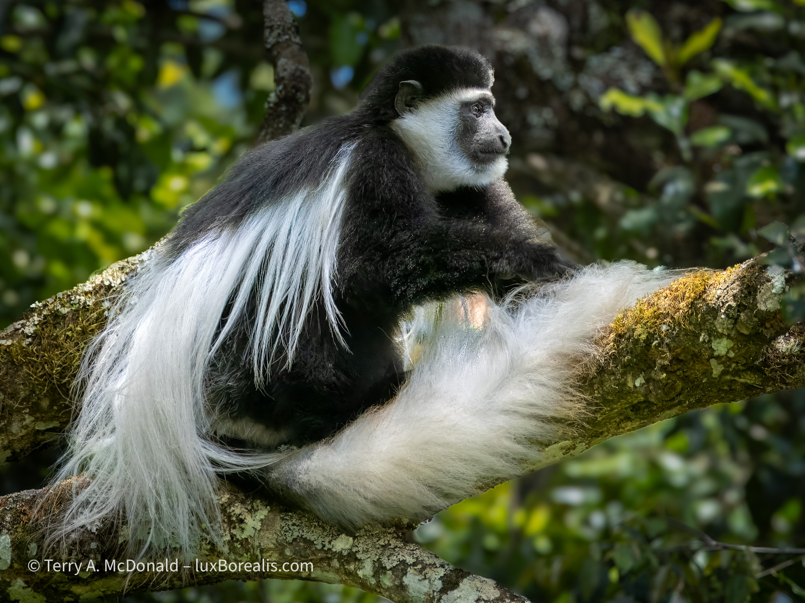 Black and White Colobus Monkey (Colobus caudatus)