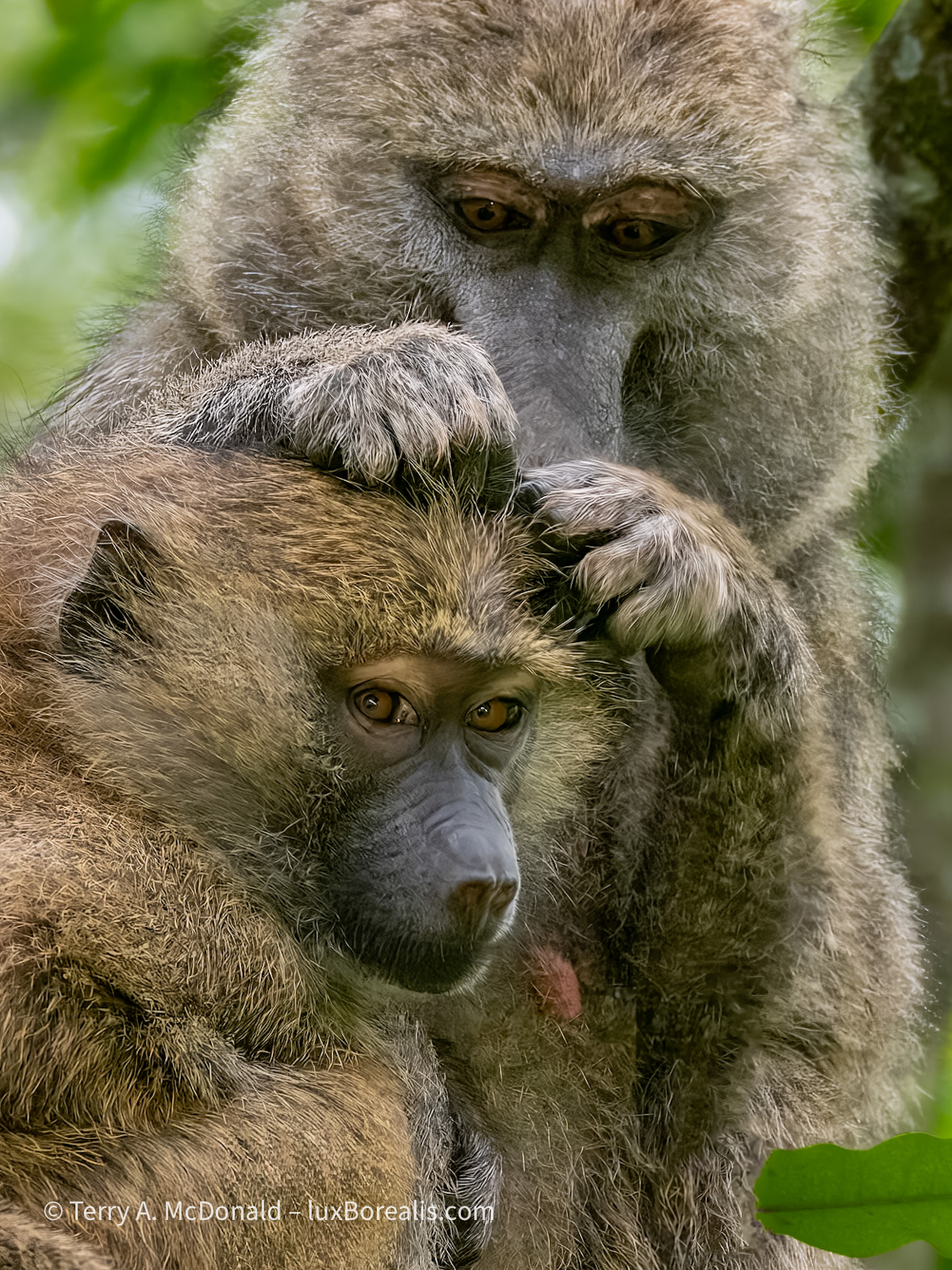 Baboons