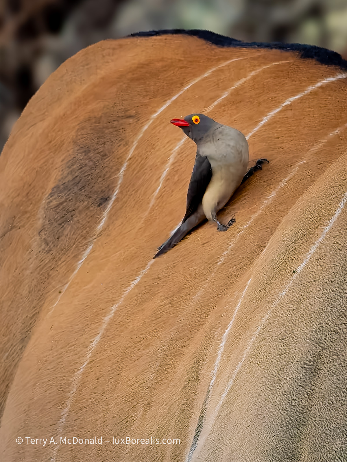 Red billed Oxpecker (Buphagus erythrorhynchus) on an Eland