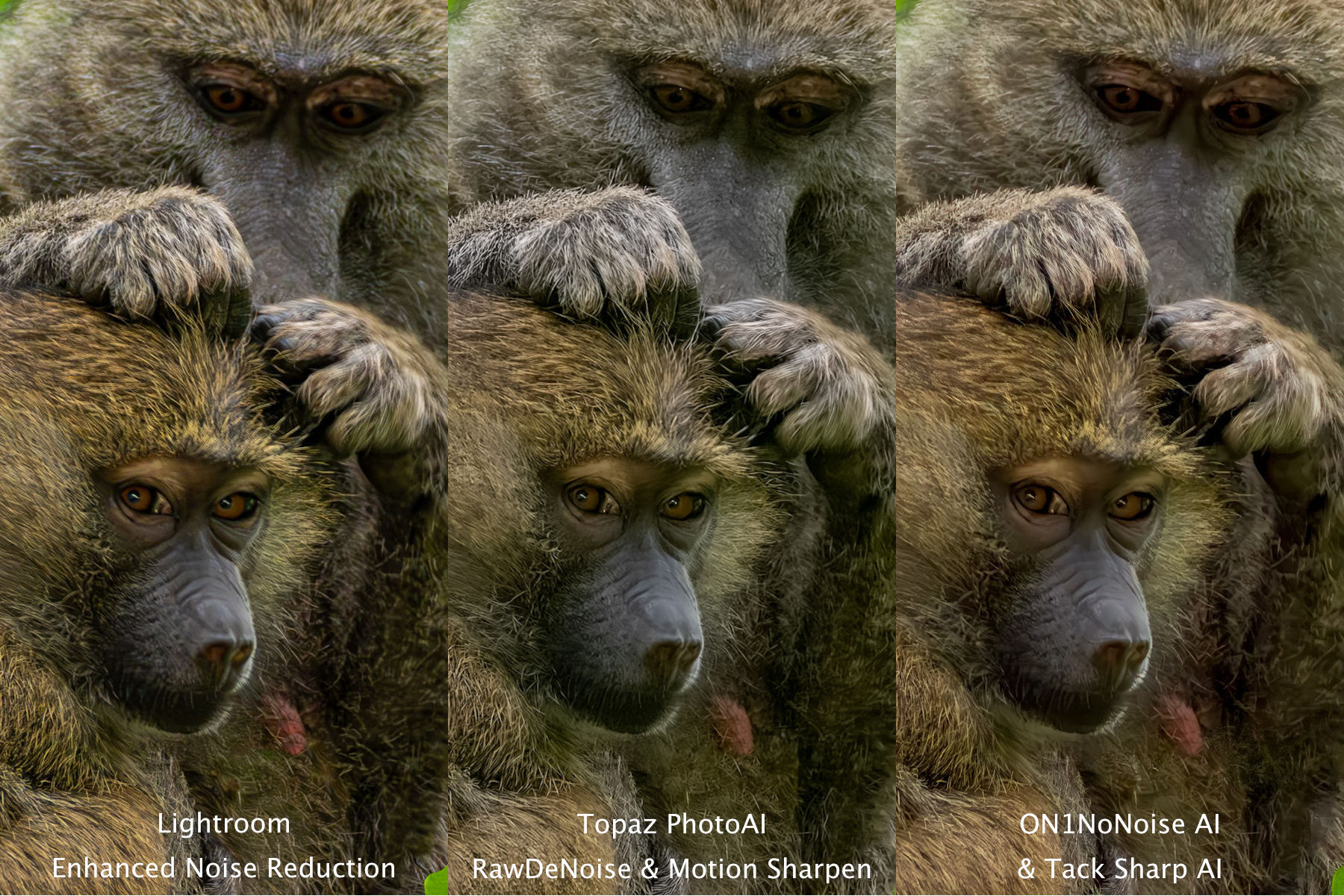 Baboonsx