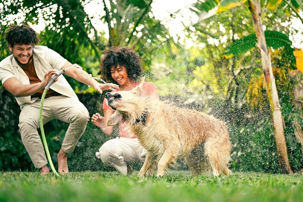 Capturing joyful moments: A high-speed action shot of a playful golden retriever shaking off water, demonstrating the autofocus and dynamic range capabilities of modern full-frame cameras like the Nikon Z5 II