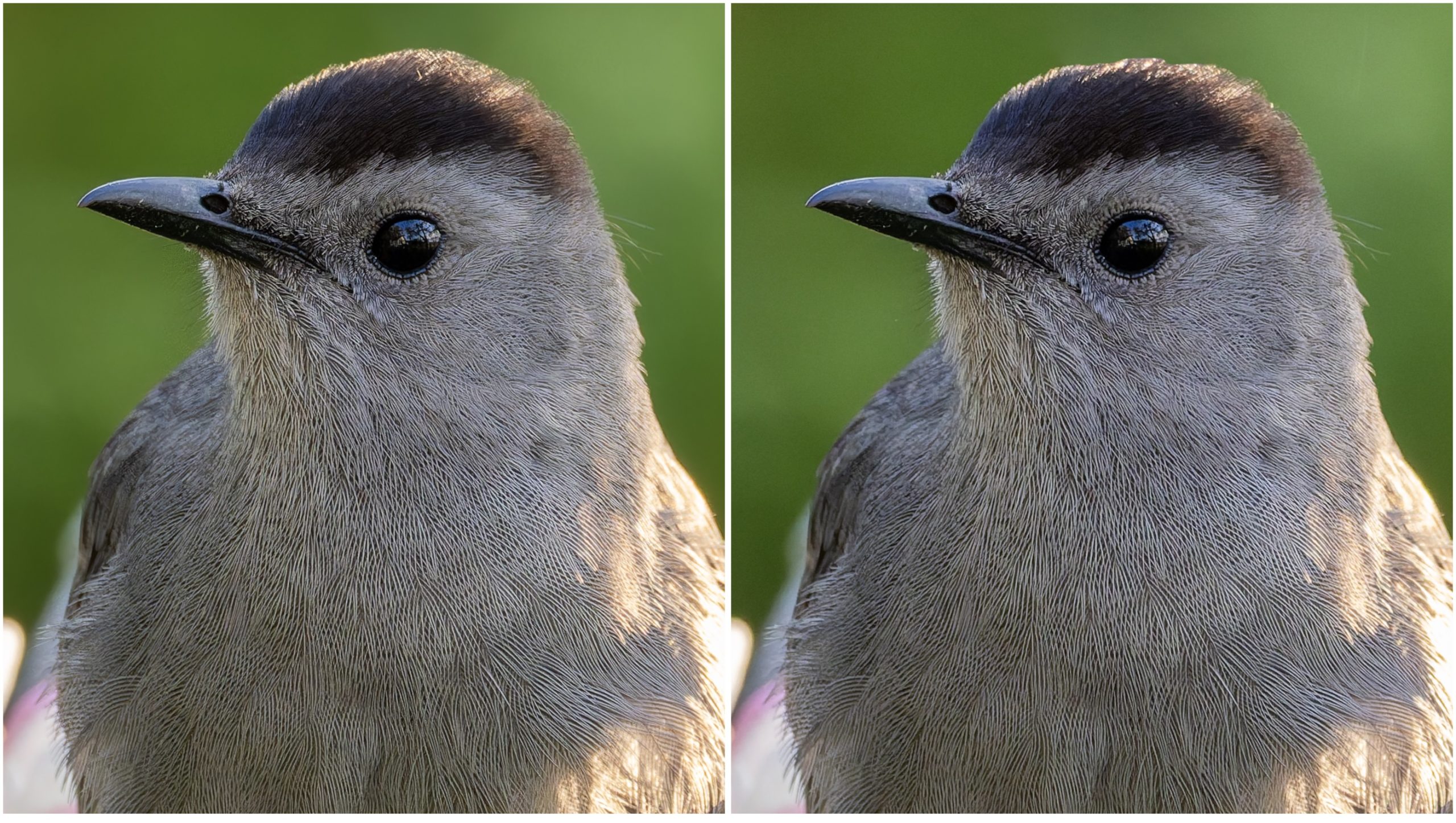 Catbird DxOPrimeRawvs
