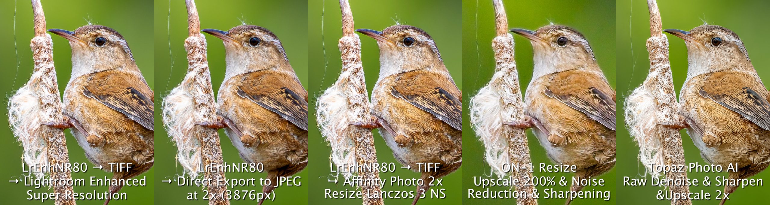 MarshWren up