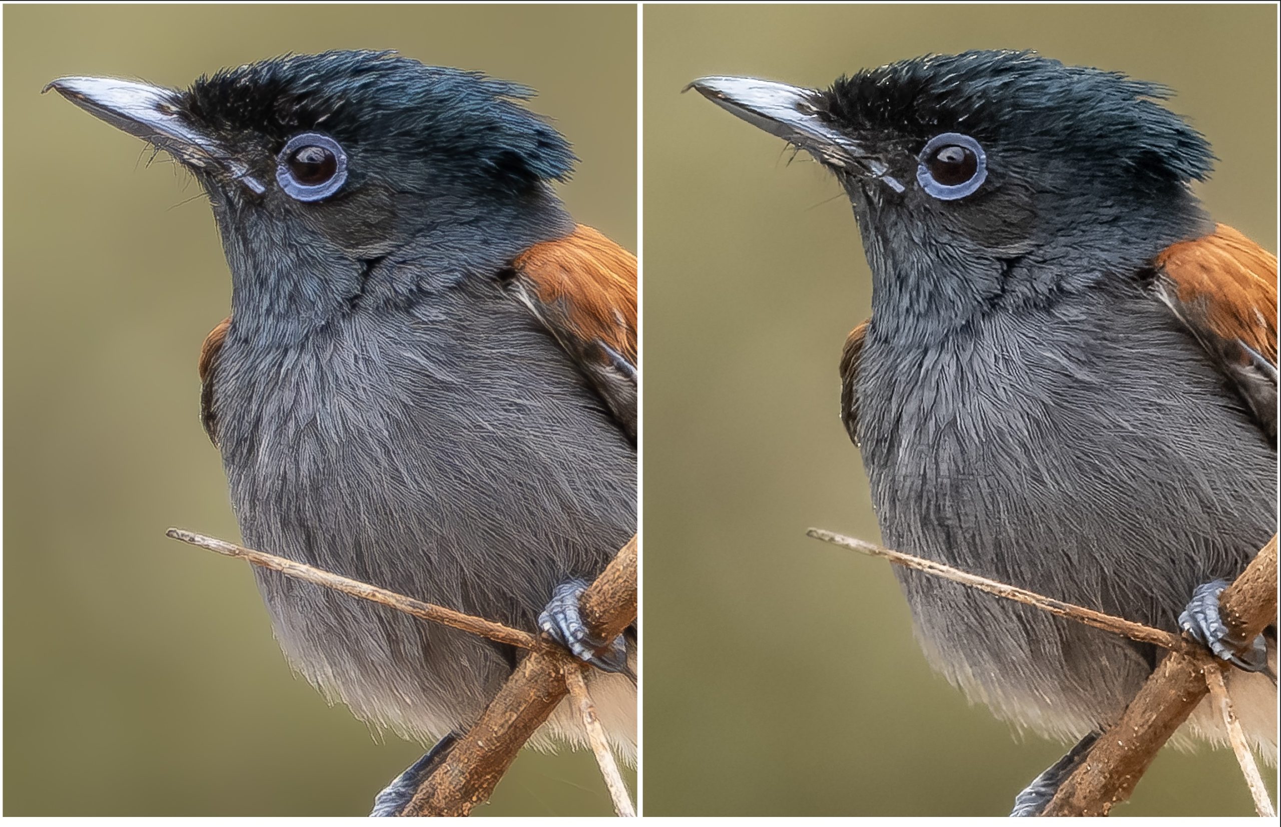 Flycatcher LrEnhNR TPZ RawDenoiseSharp