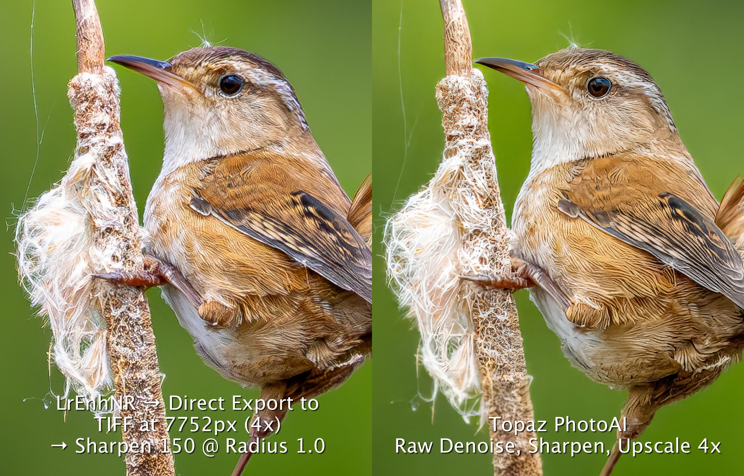 MarshWren x up