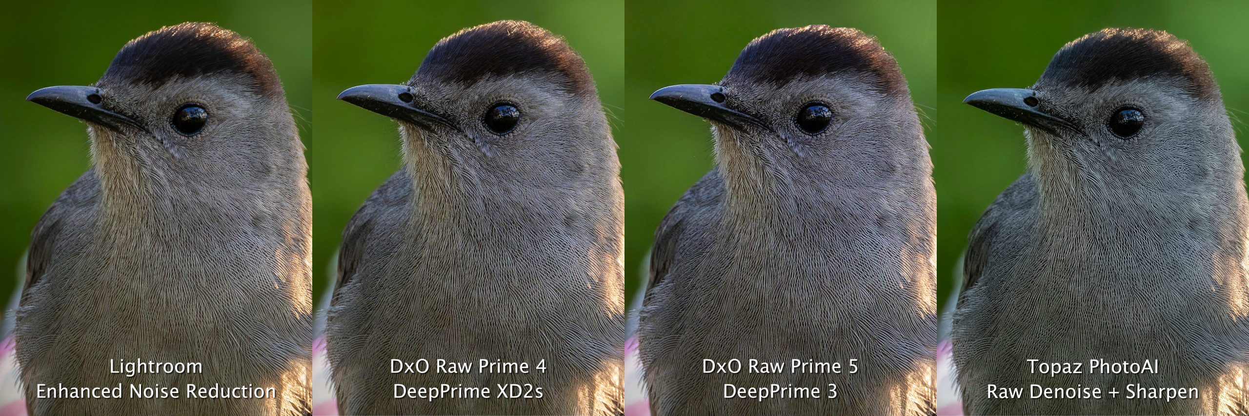 Catbird up