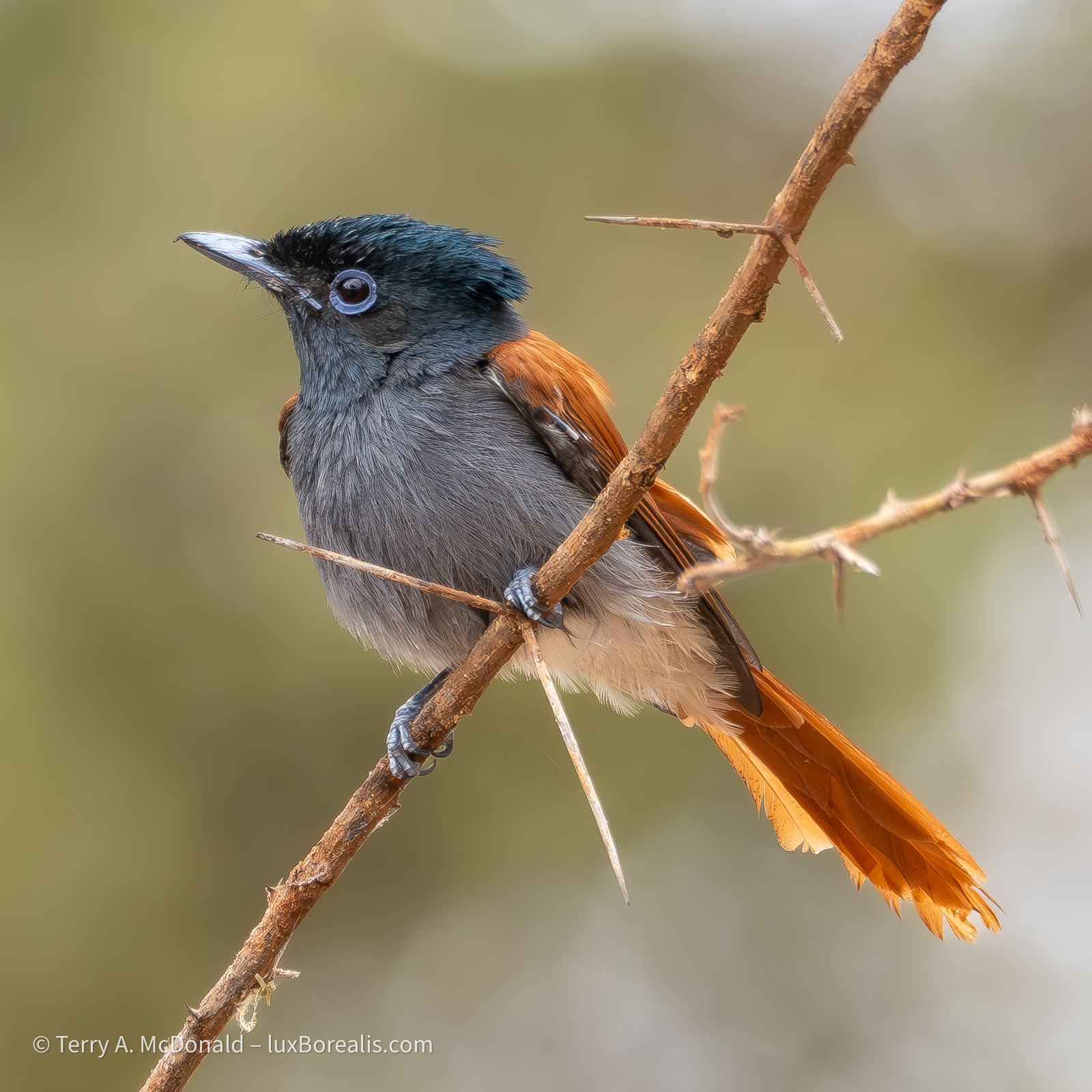 African Paradise Flycatcher (Terpsiphone viridis), brown morph m