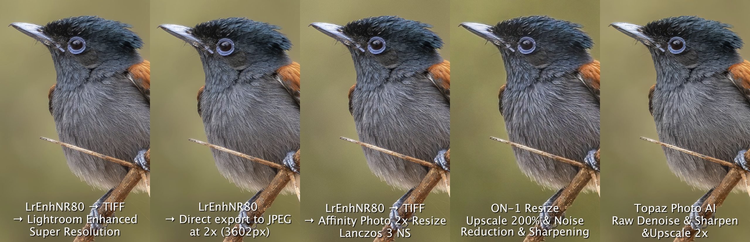Flycatcher up