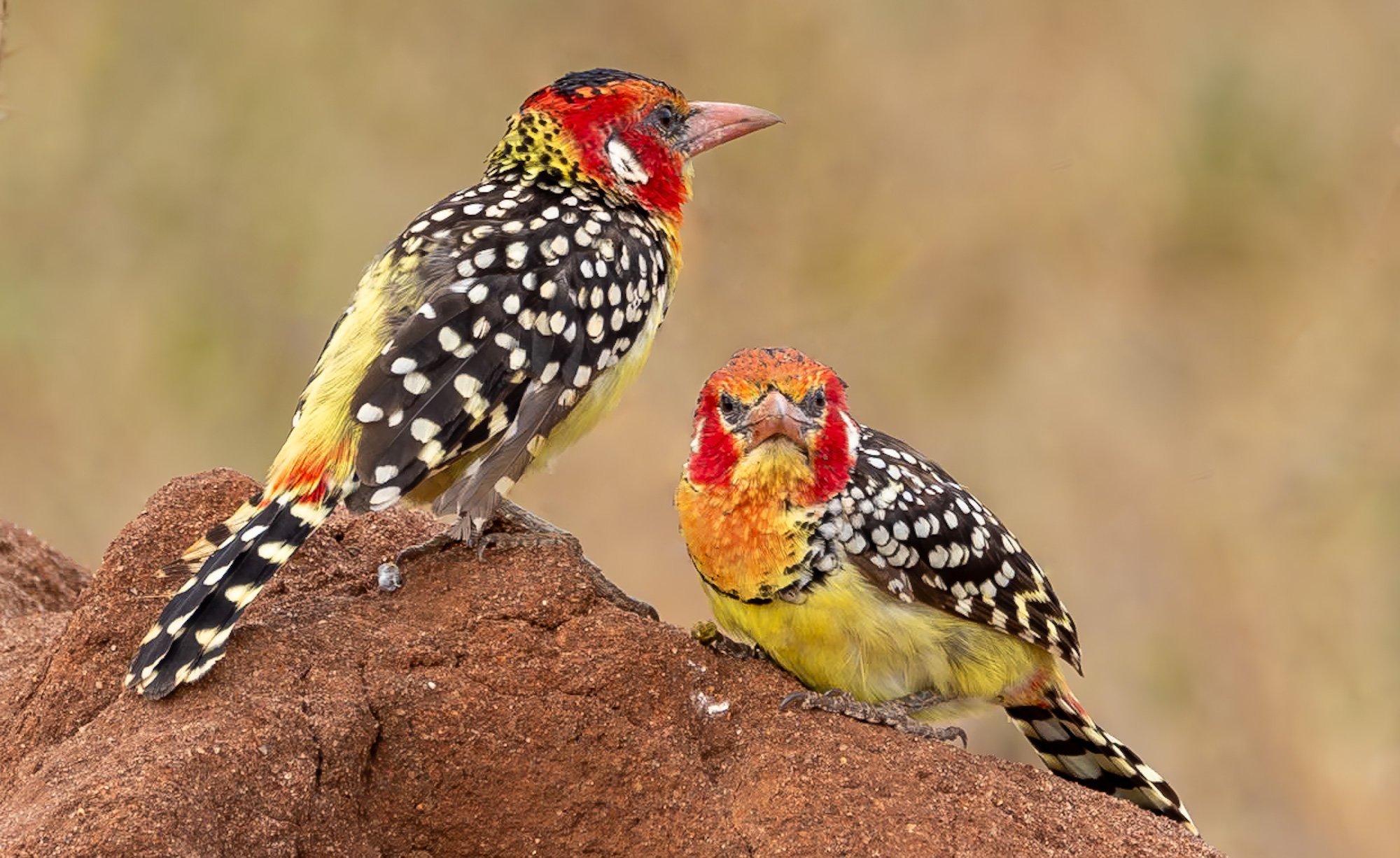 Red and yellow Barbet (Trachyphonus erythrocephalus)