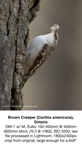 brown creeper