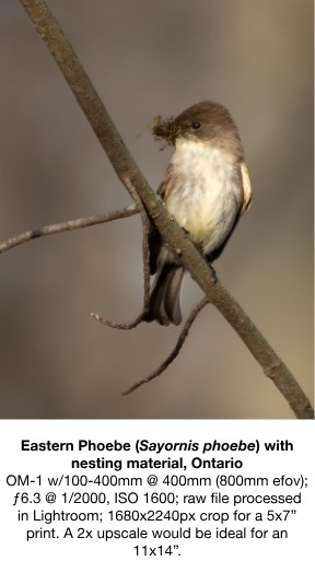 eastern phoebe