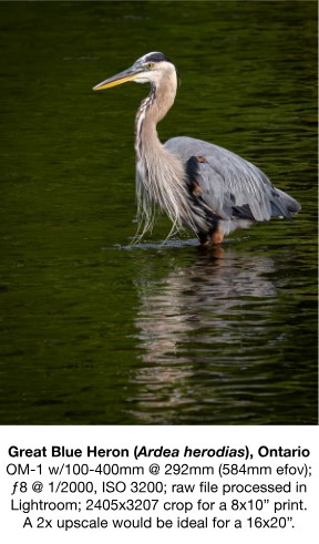 great blue heron