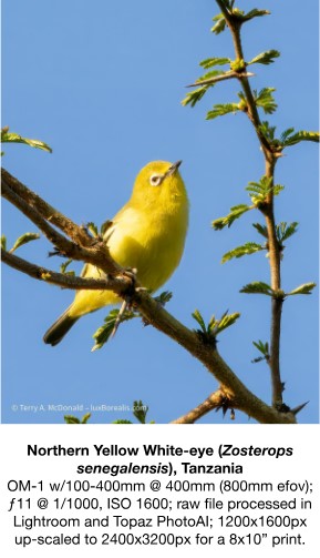 northern yellow white eye