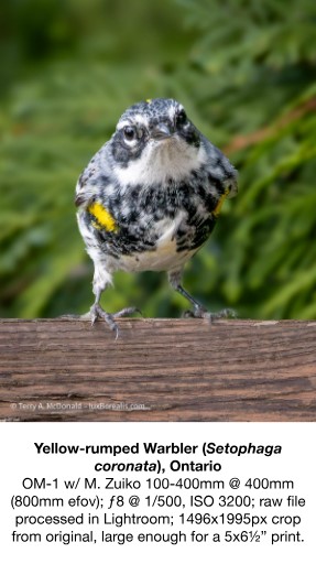 yellow rumped