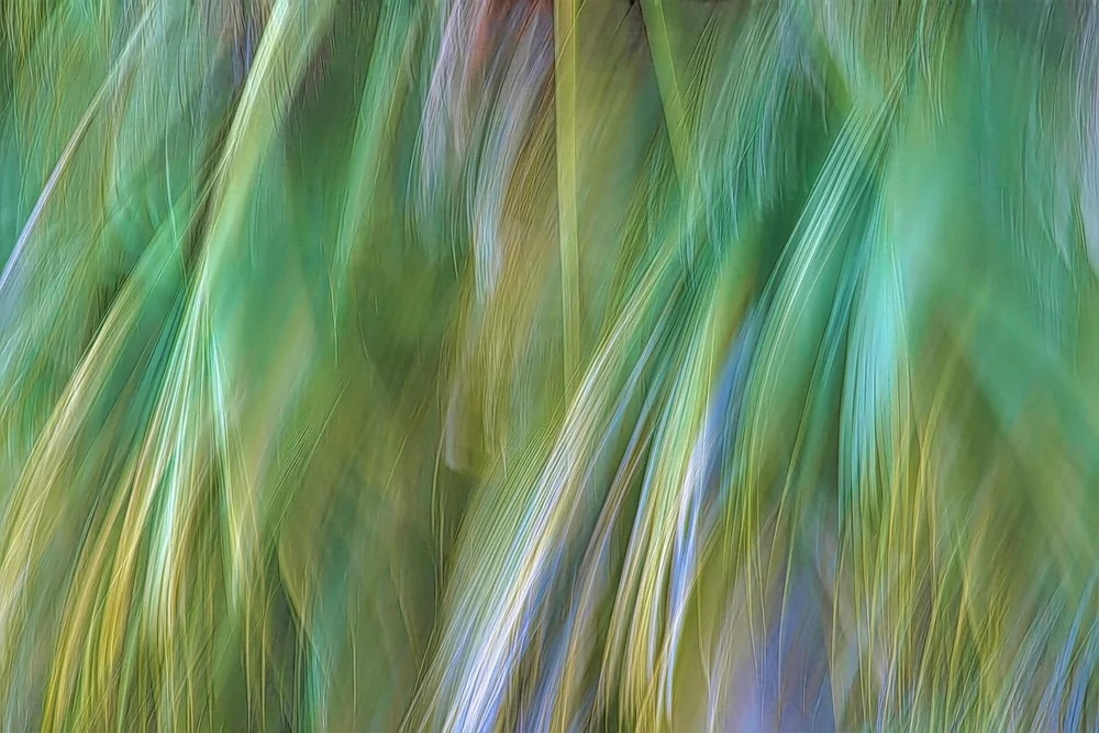 FL FrondsMakingWishes