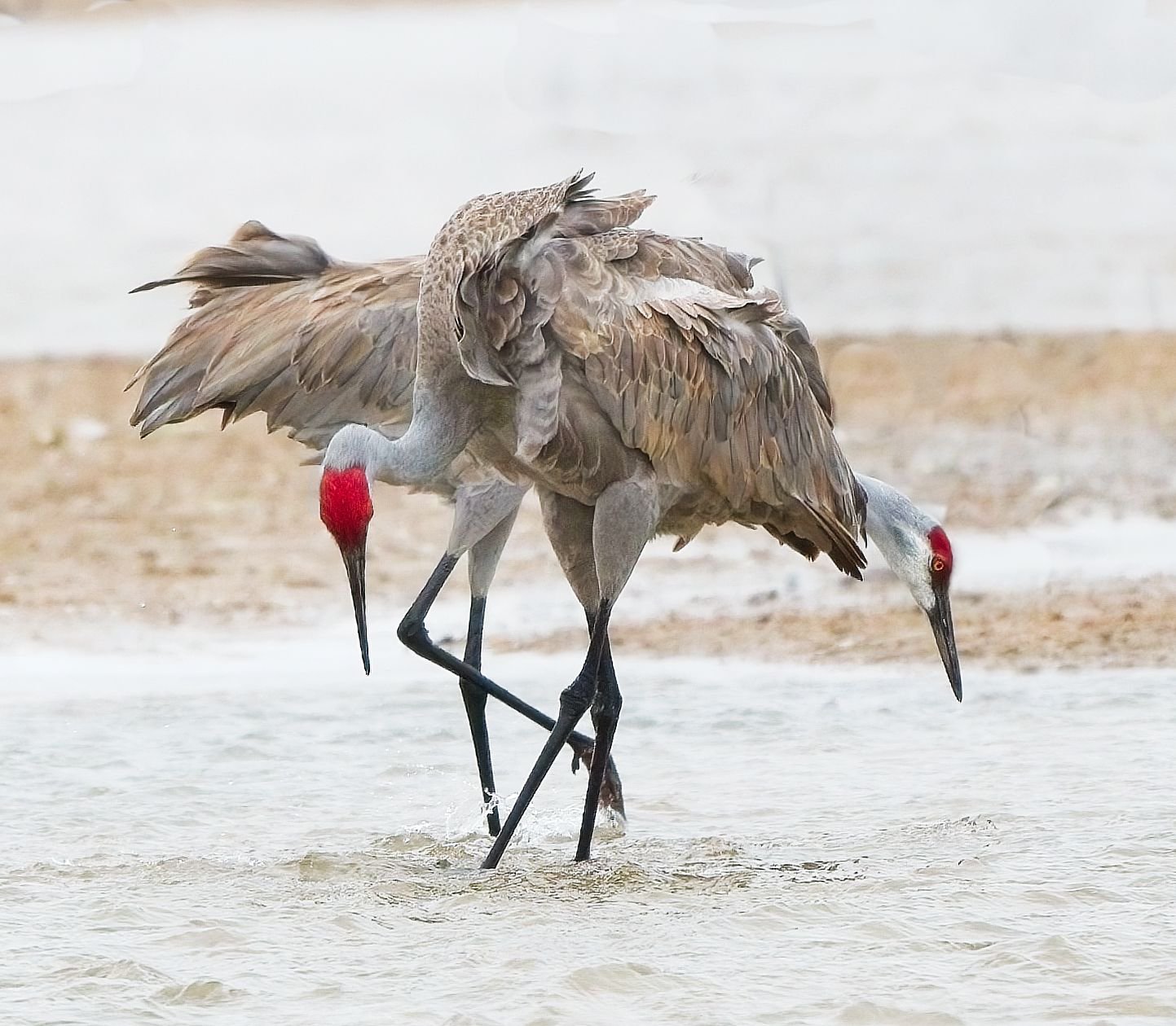 pair crane