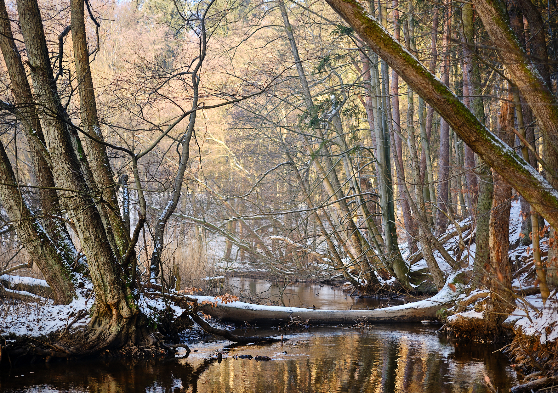 Sachsenwald