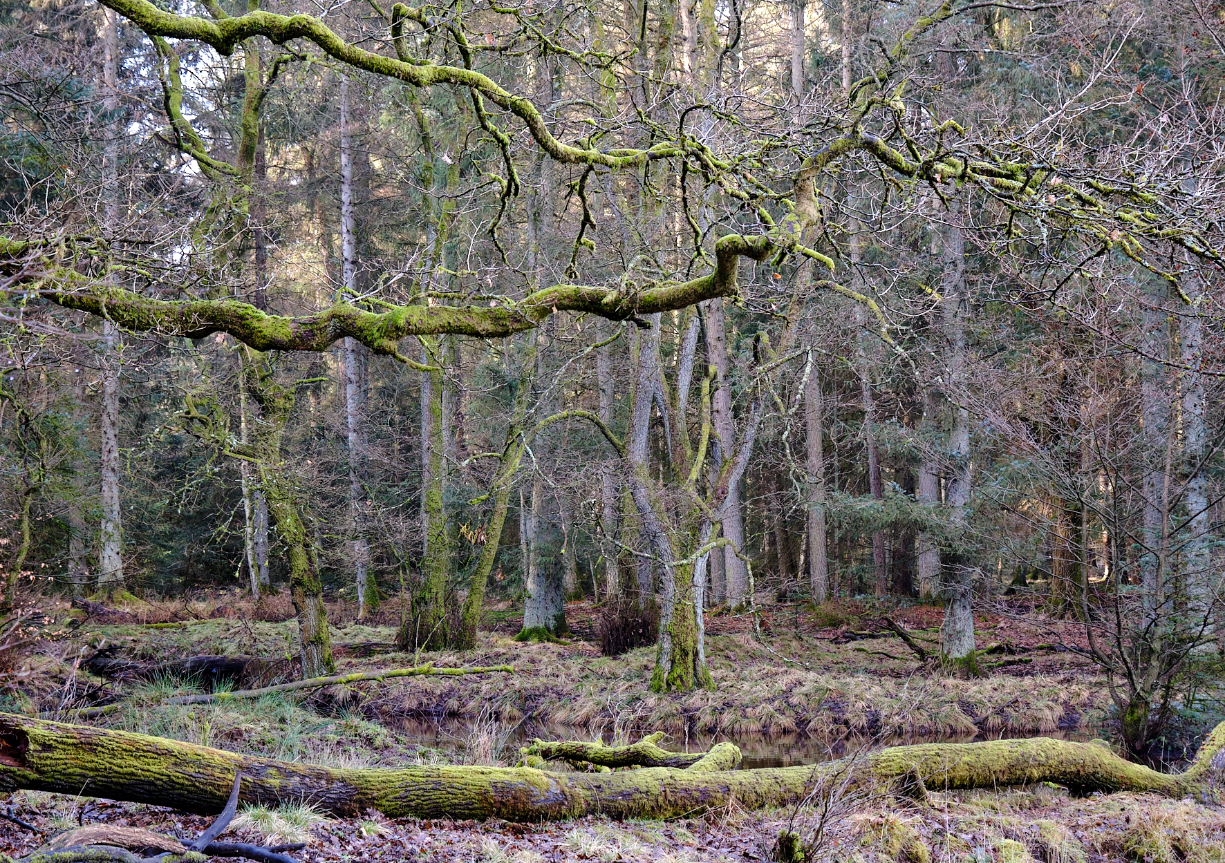 Sachsenwald