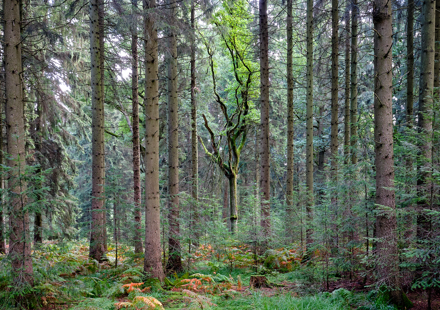 Kämpenhege und Stangenteichshorst