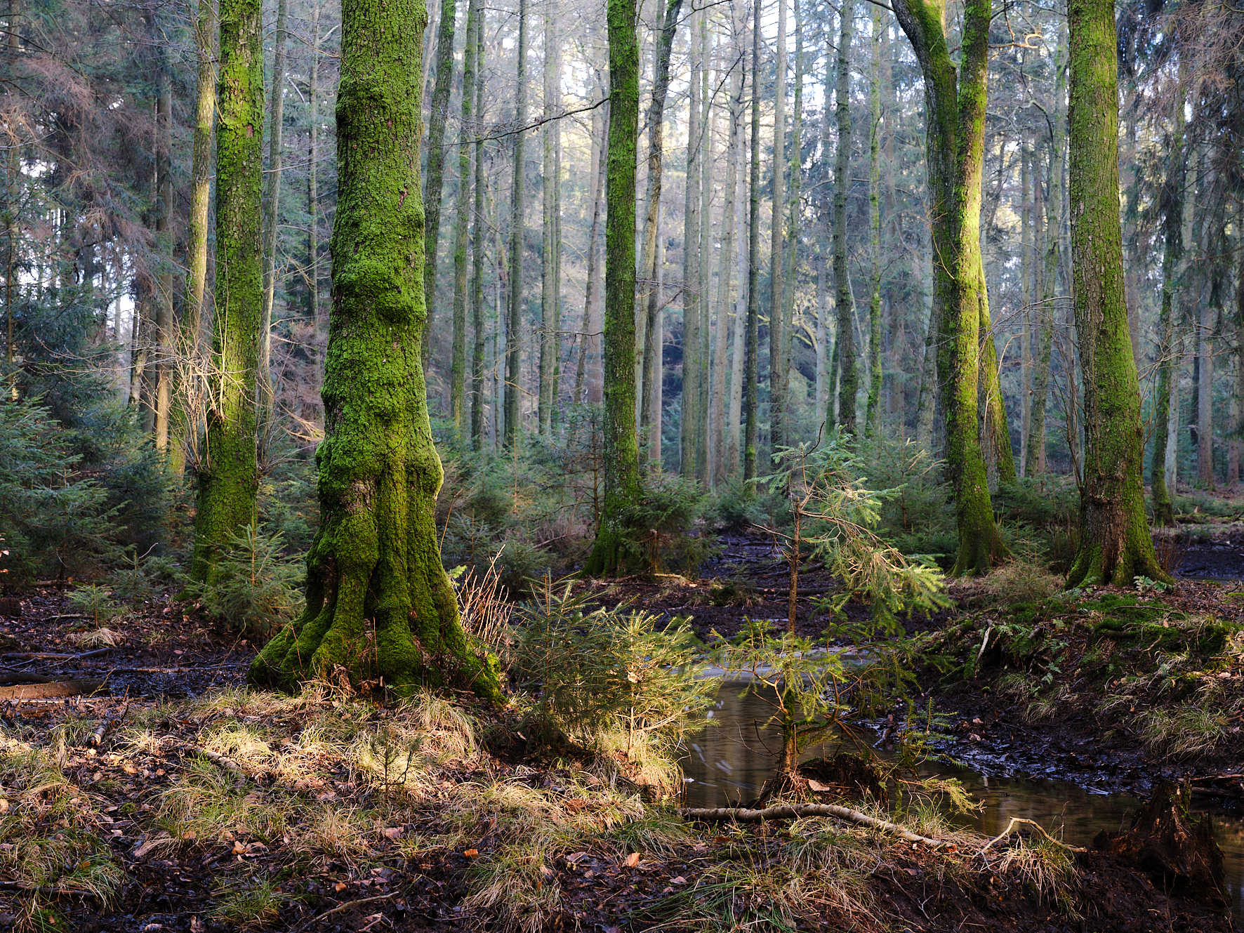 Sachsenwald