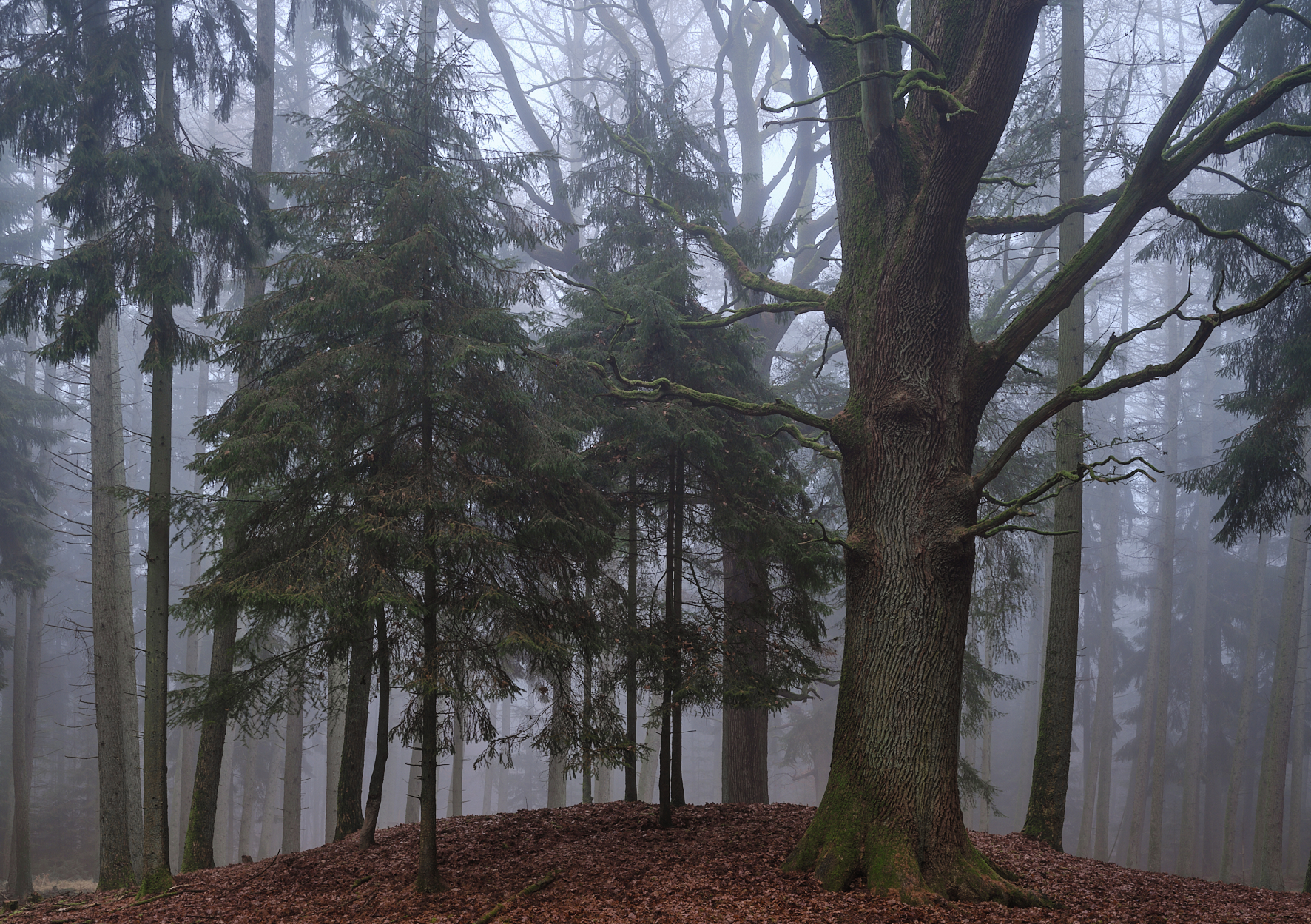 Sachenwald