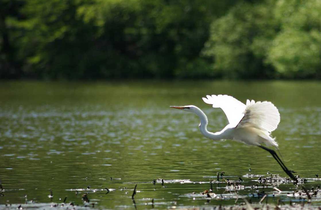 egret skimming