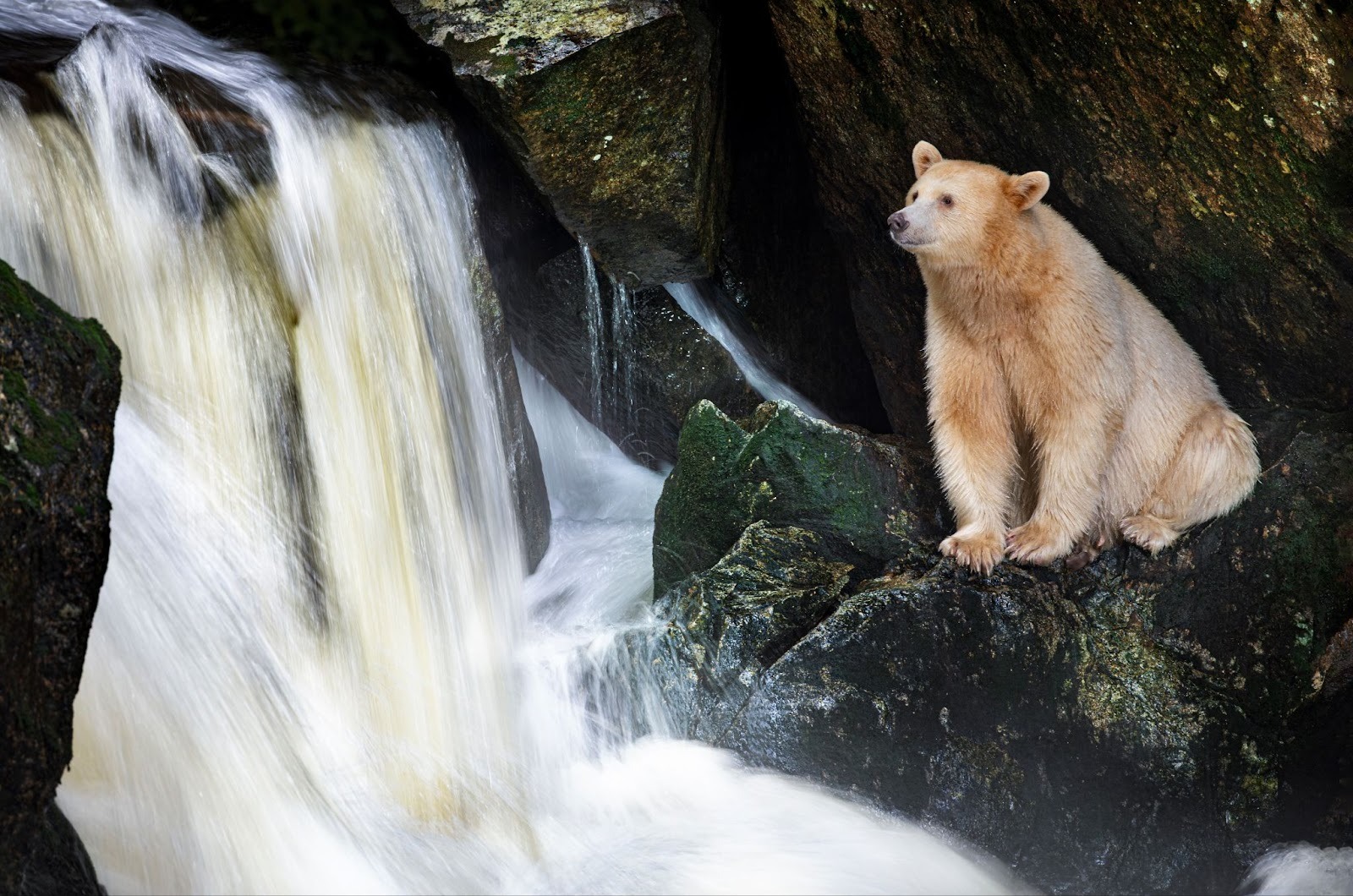 White spirit bear sitting beside a waterfall among dark rocks