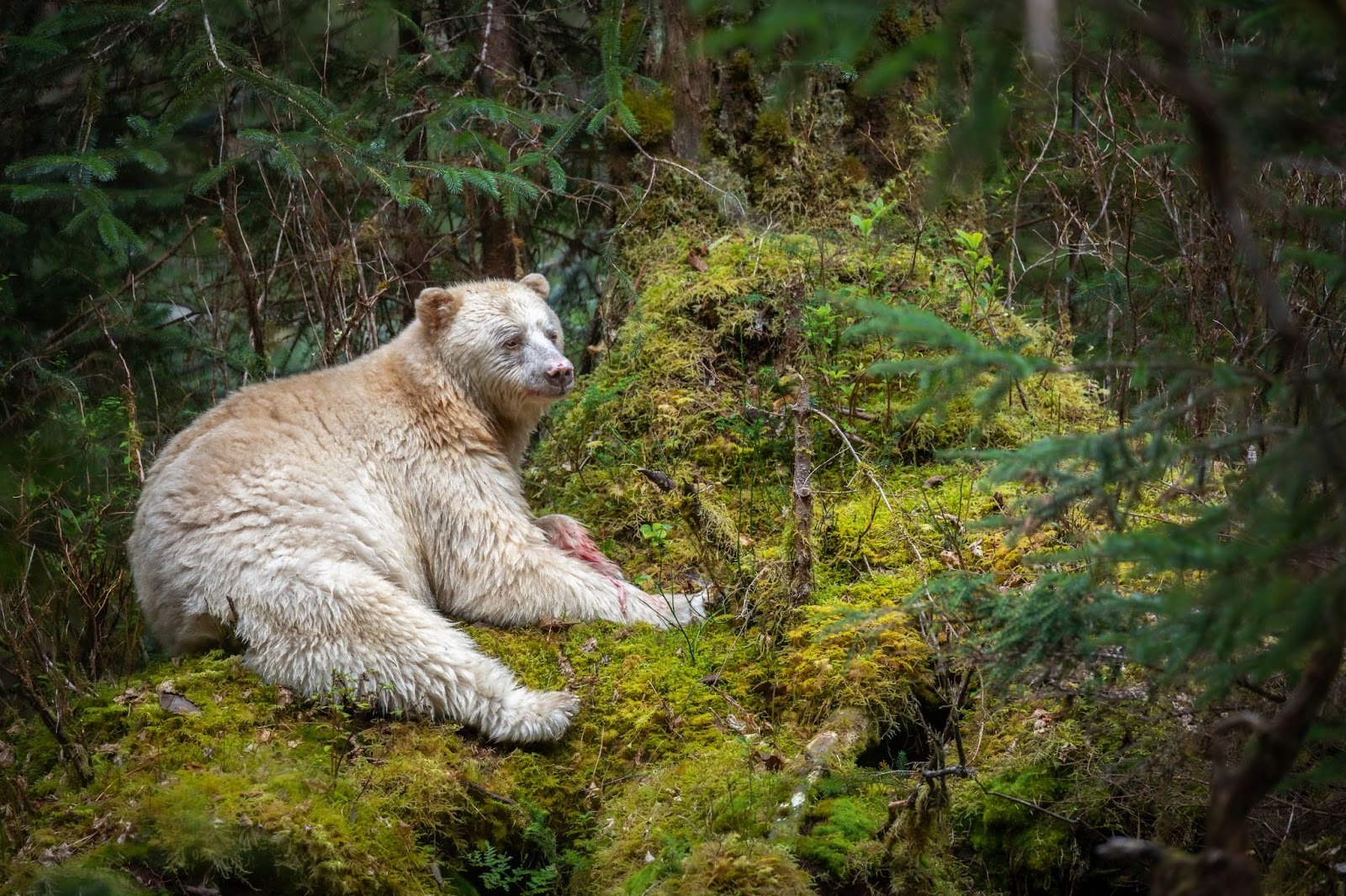 Spirit bear resting on mossy forest floor surrounded by greenery