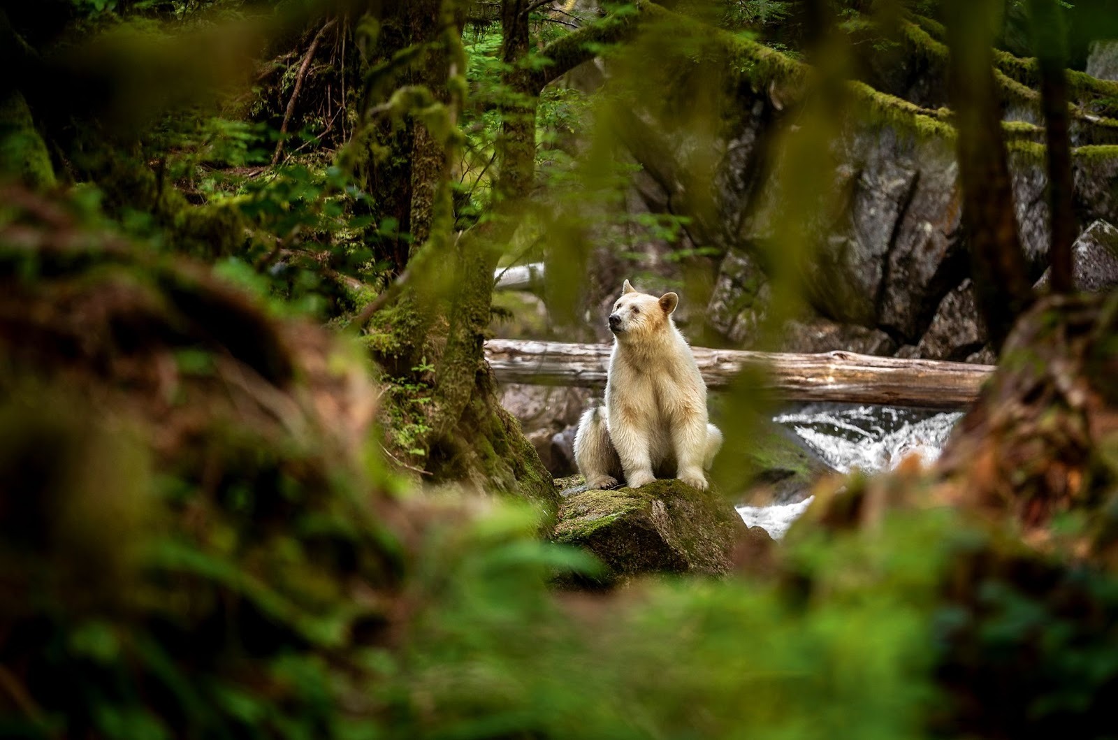 Spirit bear sitting on rock in lush green rainforest, framed by foliage