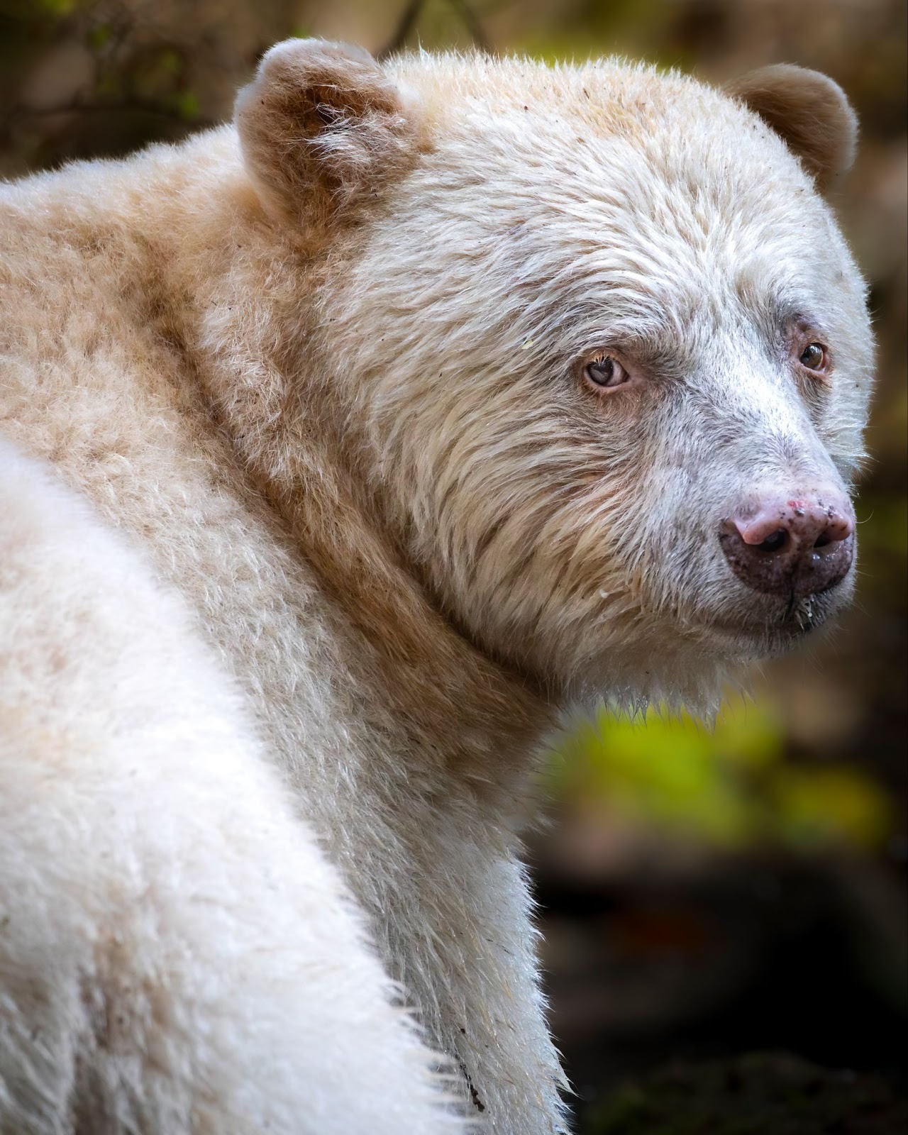 Close-up of spirit bear face with wet fur and soft expression