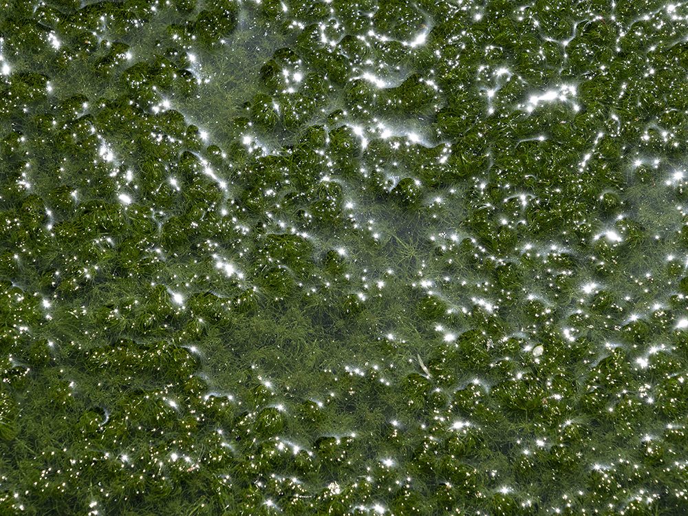 Green water in Granada, Spain, with sparkling highlights and organic surface patterns.