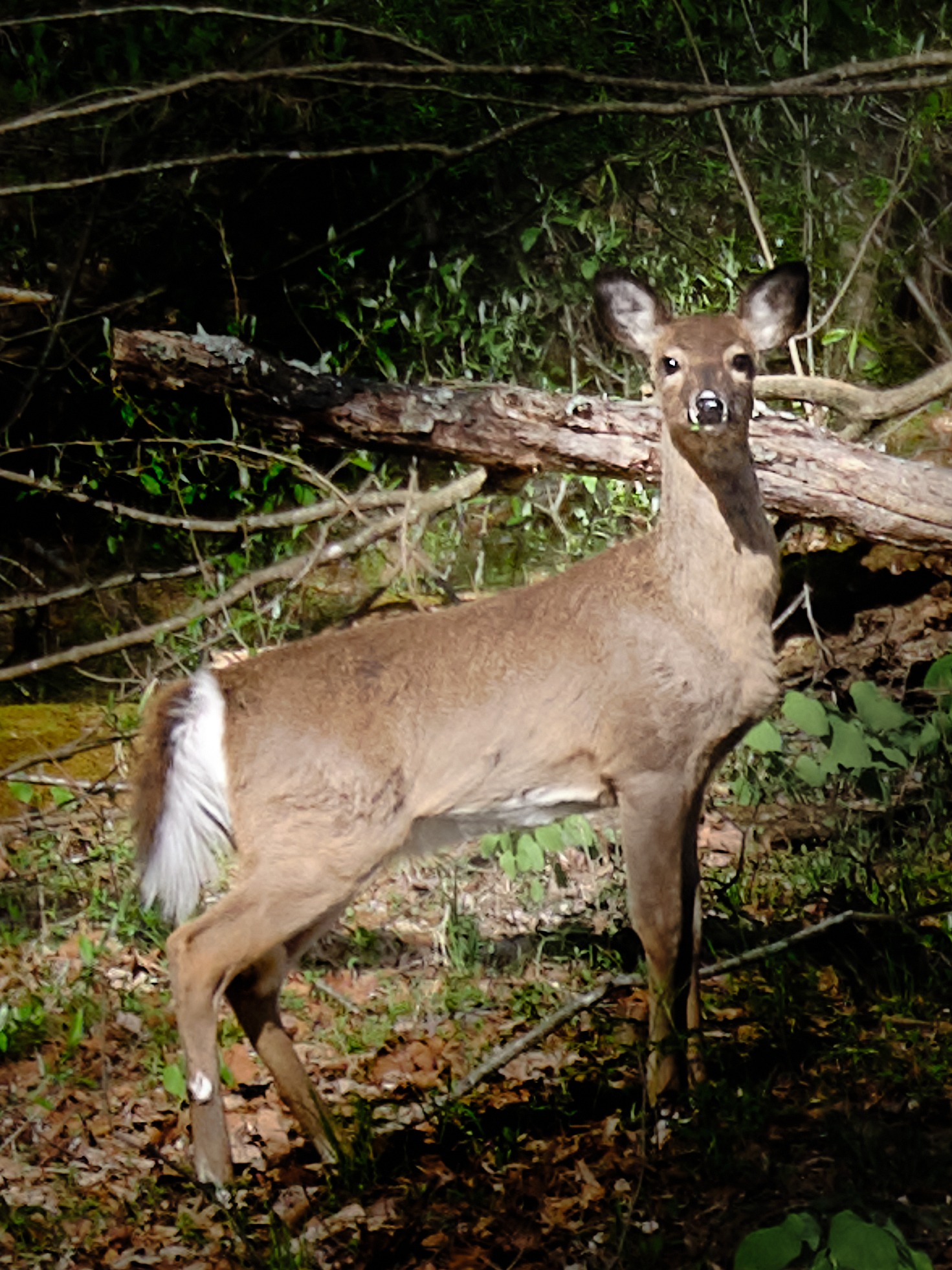 Close-up of deer standing in forest with fallen branches behind