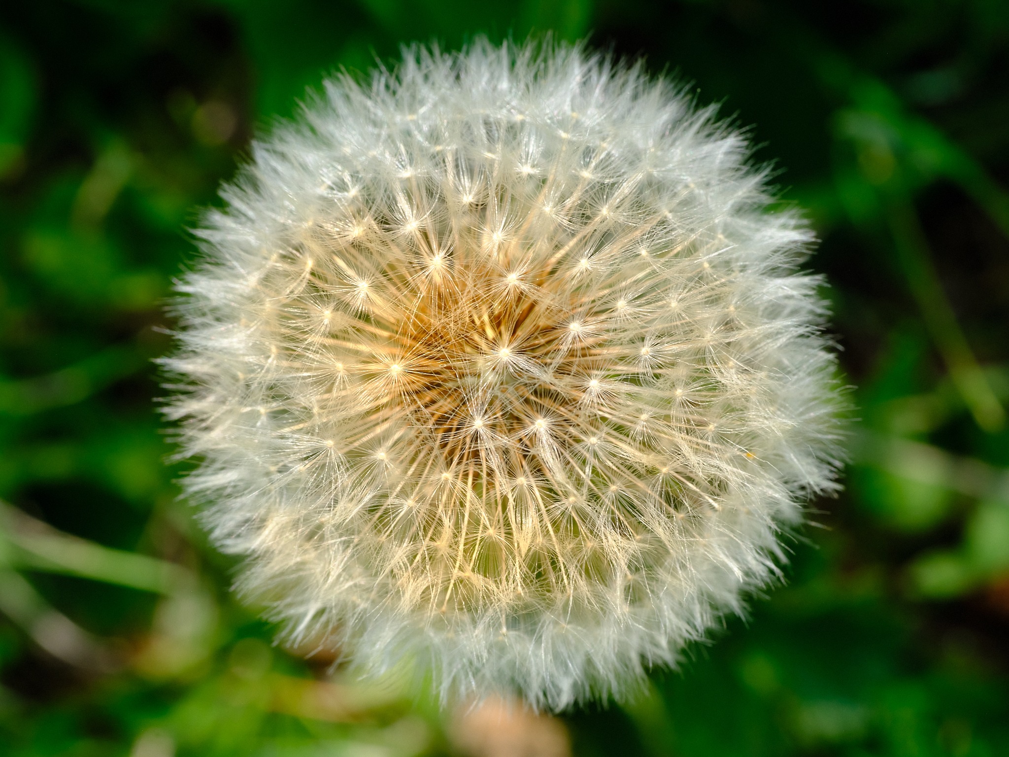 Close-up of dandelion seed head with soft green background