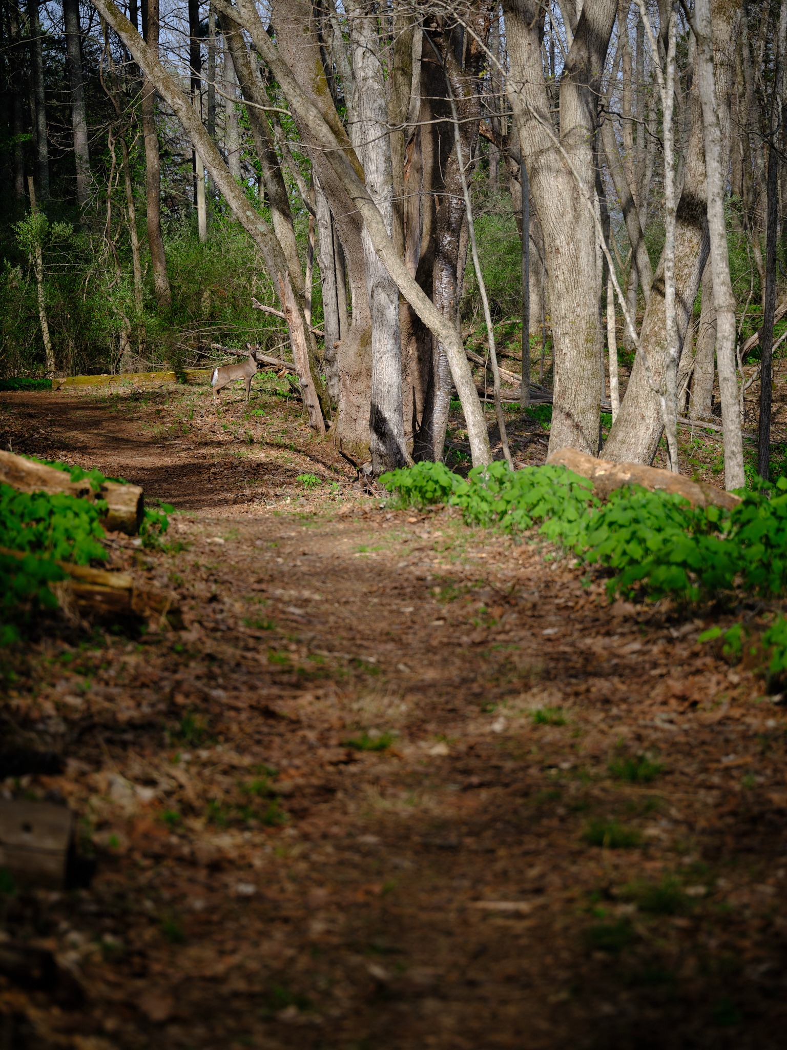 Woodland trail leading through trees with soft focus foreground